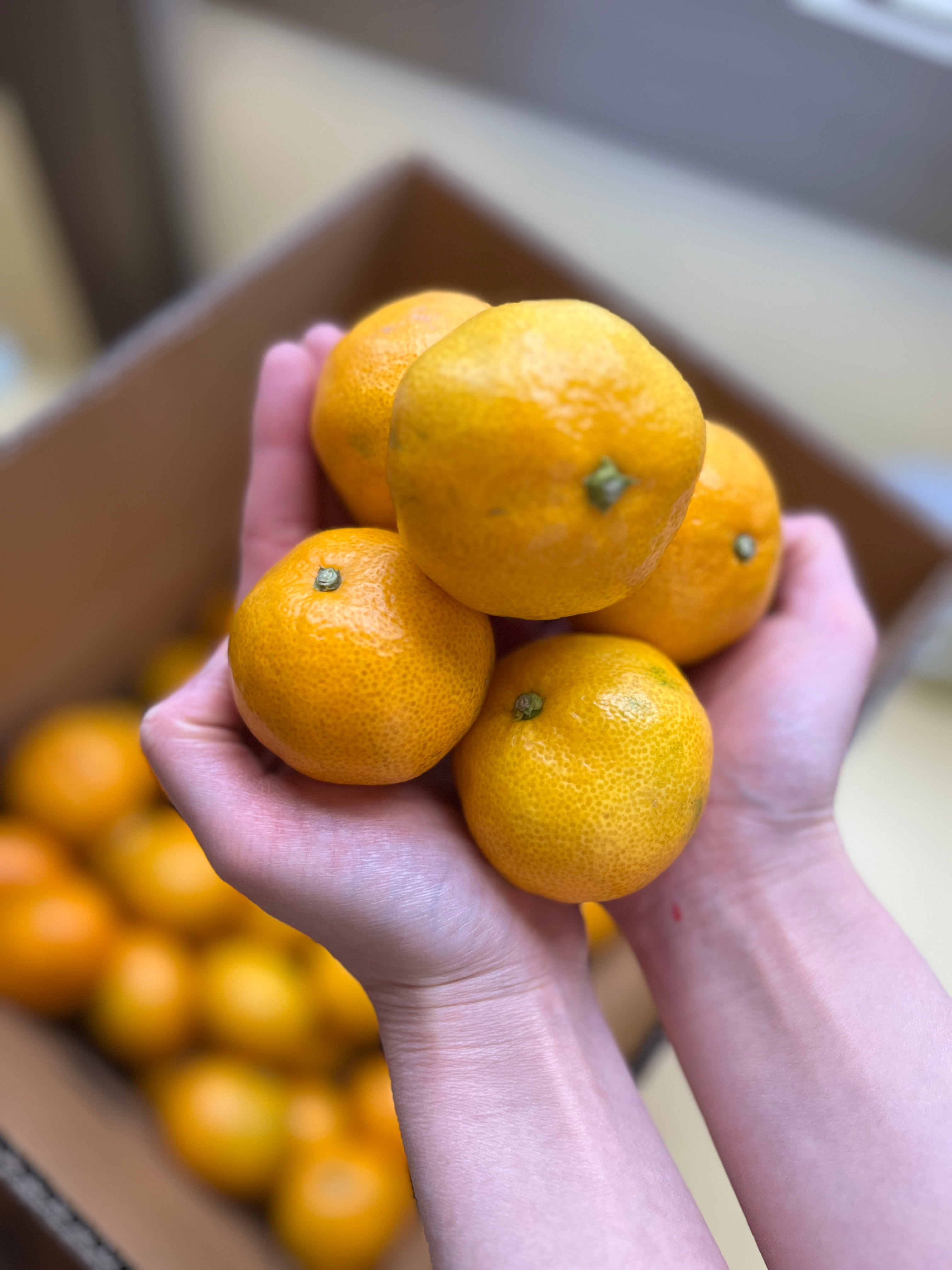 【限定20箱・予約販売】特別な一品「はやとみかん」5kg1箱