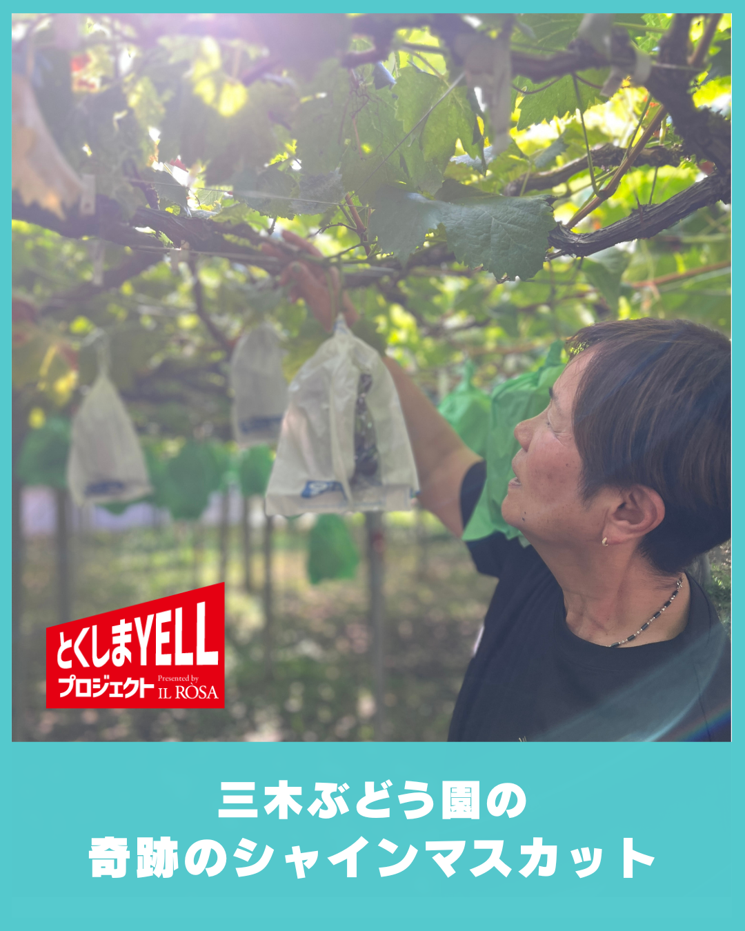 奇跡のシャインマスカット「ゴールドシャイン」三木ぶどう園さんの30年にわたる挑戦