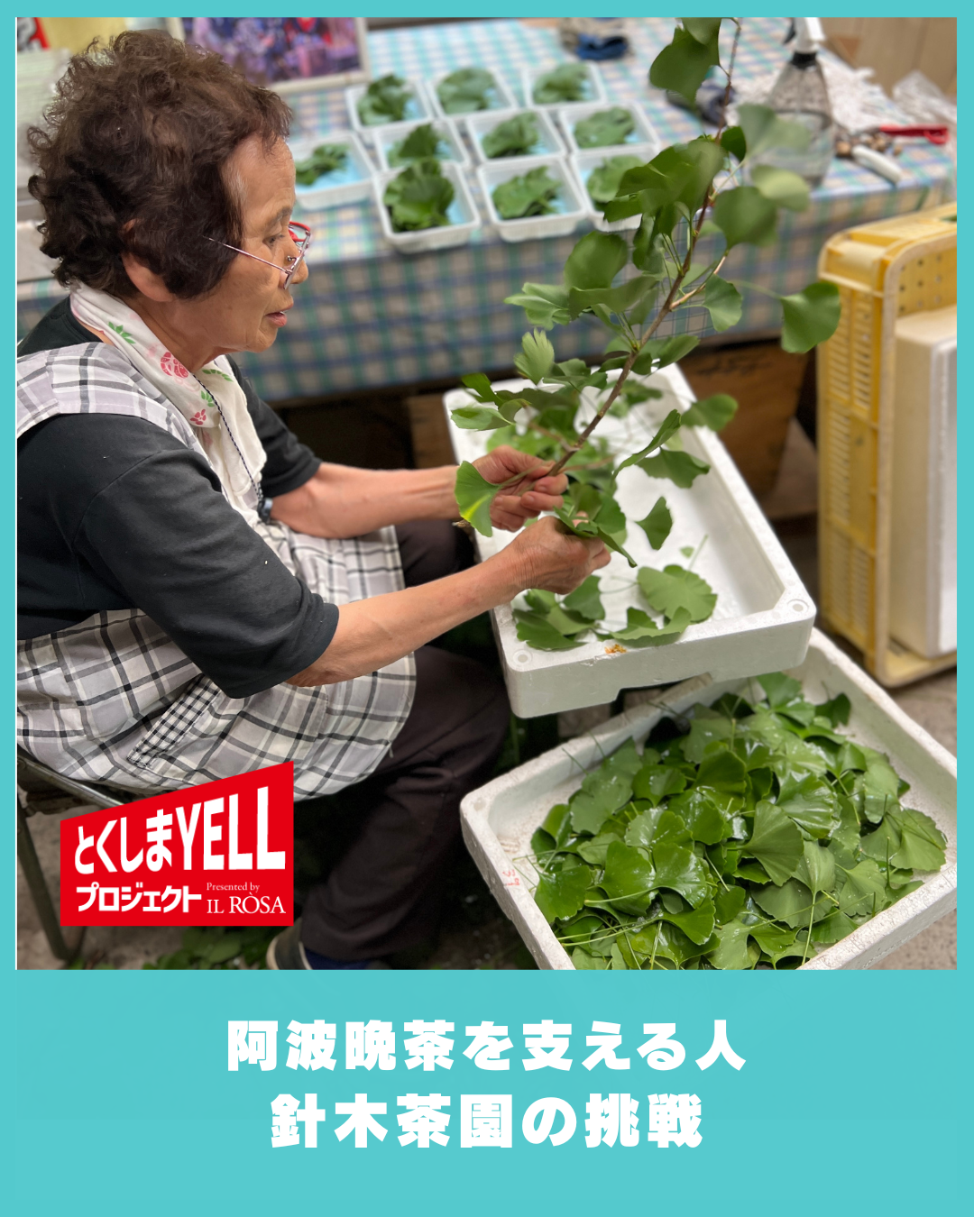 阿波晩茶40年の物語、針木茶園の情熱が紡ぐ徳島の味
