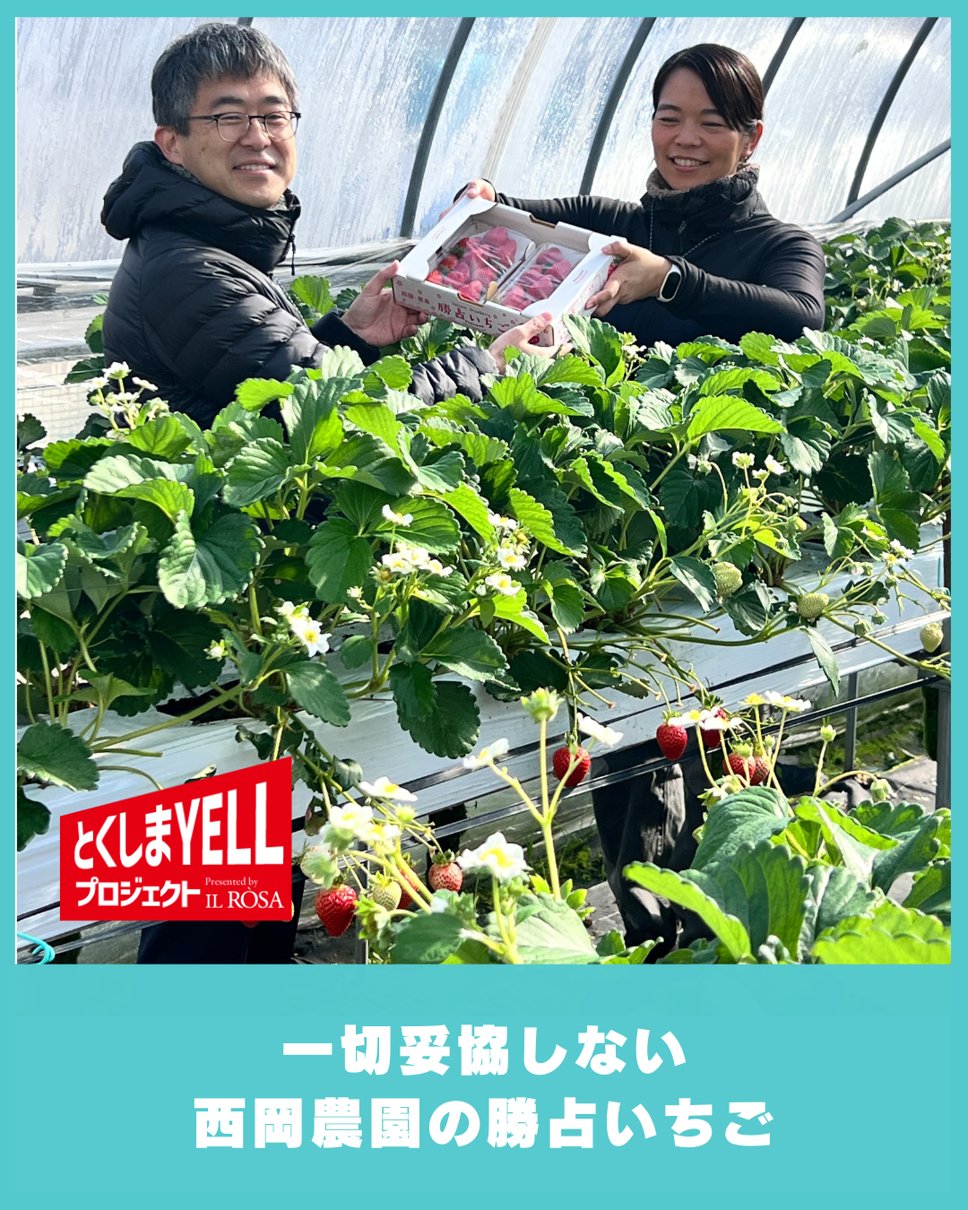 一切妥協しない勝占いちご〜徳島・勝占の地で4代続く、いちご農家 西岡農園の誠実な手仕事〜