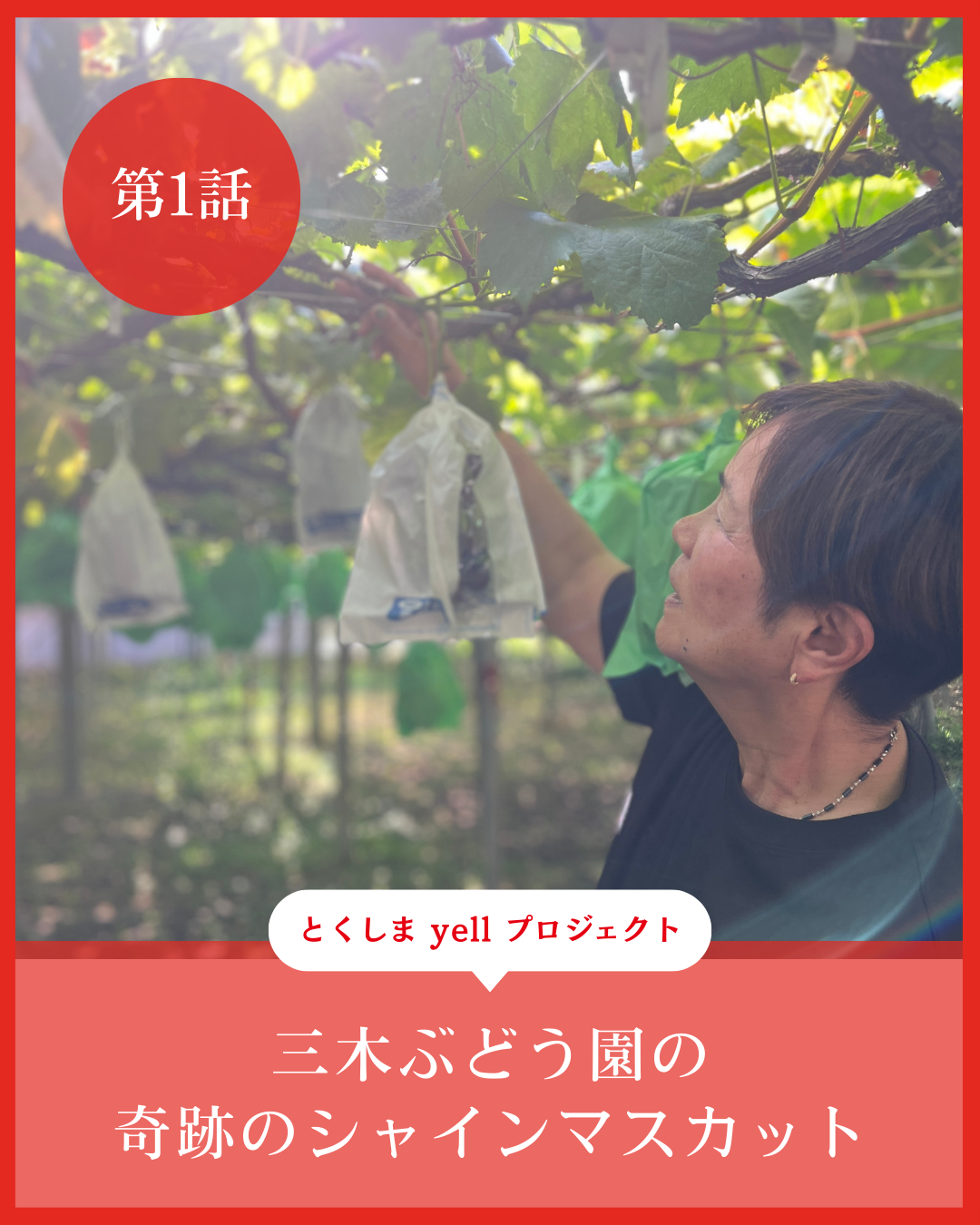 徳島県産シャインマスカット「ゴールドシャイン」を収穫する様子