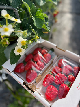 にしおか農園の勝占いちごといちごの花