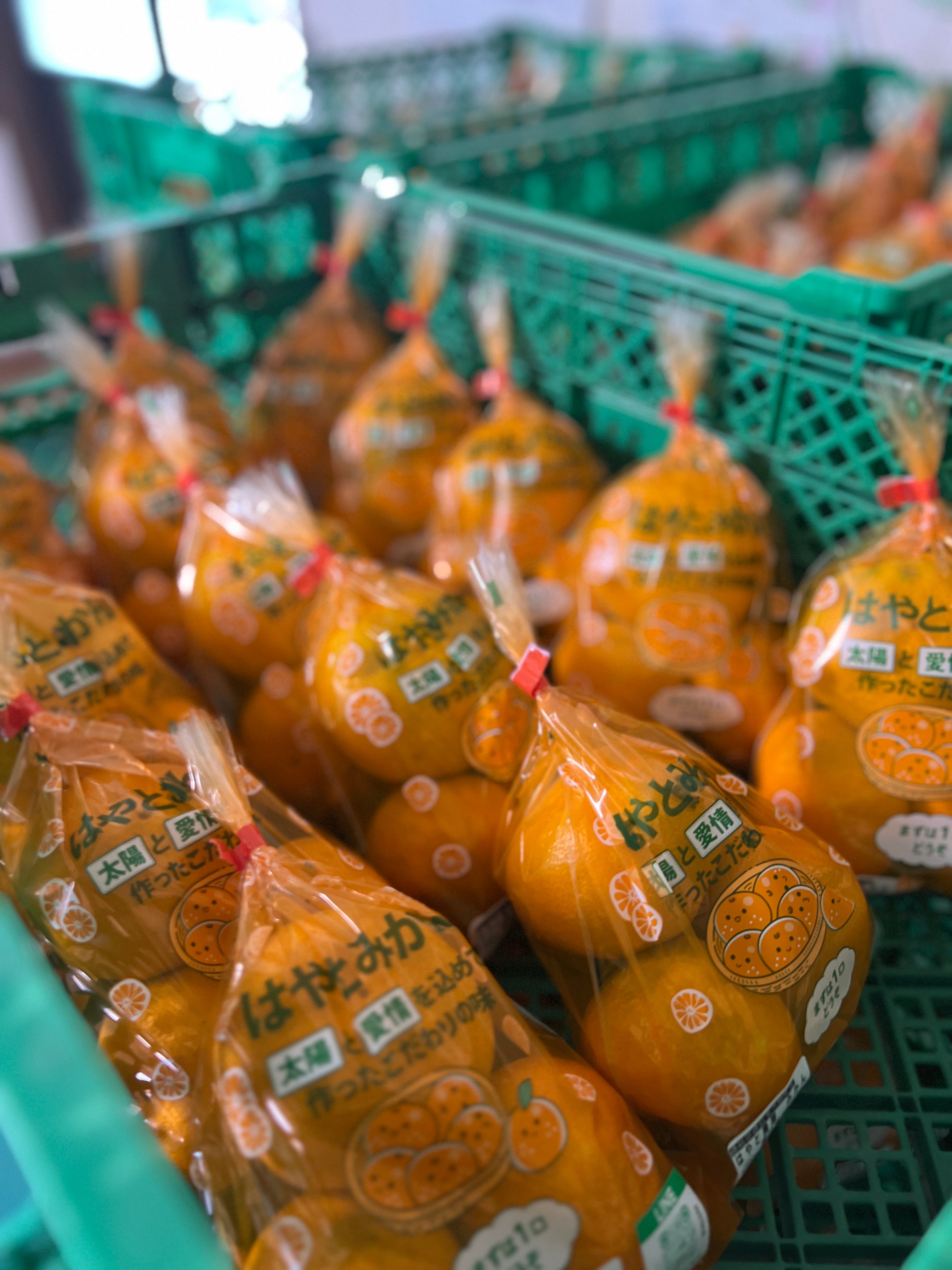 【限定20箱・予約販売】特別な一品「はやとみかん」5kg1箱